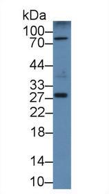 Western Blot; Sample: Mouse Pancreas lysate; Primary Ab: 2µg/mL Rabbit Anti-Mouse CLEC13A Antibody Second Ab: 0.2µg/mL HRP-Linked Caprine Anti-Rabbit IgG Polyclonal Antibody