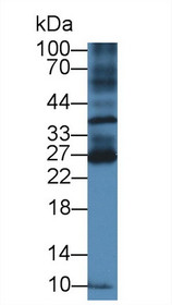 Western Blot; Sample: Mouse Spleen lysate; Primary Ab: 2µg/ml Rabbit Anti-Mouse BTLA Antibody Second Ab: 0.2µg/mL HRP-Linked Caprine Anti-Rabbit IgG Polyclonal Antibody