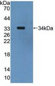 Western Blot; Sample: Recombinant MAP2K6, Human.