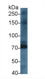 Western Blot; Sample: Rat Heart lysate; Primary Ab: 1µg/ml Rabbit Anti-Rat KEL Antibody Second Ab: 0.2µg/mL HRP-Linked Caprine Anti-Rabbit IgG Polyclonal Antibody