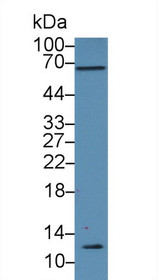 Western Blot; Sample: Rat Testis lysate; Primary Ab: 3µg/ml Rabbit Anti-Human GYPC Antibody Second Ab: 0.2µg/mL HRP-Linked Caprine Anti-Rabbit IgG Polyclonal Antibody