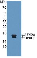 Western Blot; Sample: Recombinant Glycocalicin, Human.