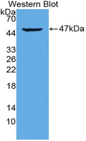Western Blot; Sample: Recombinant protein.