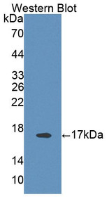 Western Blot; Sample: Recombinant protein.