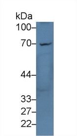 Western Blot; Sample: Human HepG2 cell lysate; Primary Ab: 3µg/ml Rabbit Anti-Human LY9 Antibody Second Ab: 0.2µg/mL HRP-Linked Caprine Anti-Rabbit IgG Polyclonal Antibody
