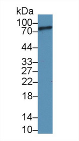 Western Blot; Sample: Human Liver lysate; Primary Ab: 3µg/ml Rabbit Anti-Human C1s Antibody Second Ab: 0.2µg/mL HRP-Linked Caprine Anti-Rabbit IgG Polyclonal Antibody