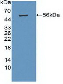 Western Blot; Sample: Recombinant PRKAb1, Human.