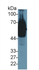 Western Blot; Sample: Mouse Stomach lysate; Primary Ab: 1µg/ml Rabbit Anti-Mouse GP73 Antibody Second Ab: 0.2µg/mL HRP-Linked Caprine Anti-Rabbit IgG Polyclonal Antibody