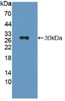 Western Blot; Sample: Recombinant LAG3, Rat.