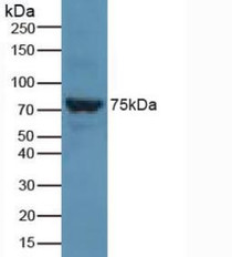 Western Blot; Sample: Rat Liver Tissue.