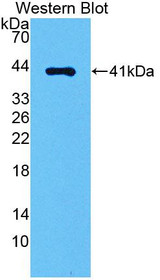 Western Blot; Sample: Recombinant protein.