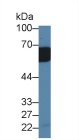 Western Blot; Sample: Mouse Serum; Primary Ab: 2µg/ml Rabbit Anti-Mouse IL18RAP Antibody Second Ab: 0.2µg/mL HRP-Linked Caprine Anti-Rabbit IgG Polyclonal Antibody