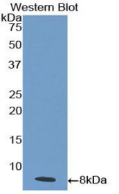 Western Blot; Sample: Recombinant protein.