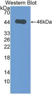 Western Blot; Sample: Recombinant protein.