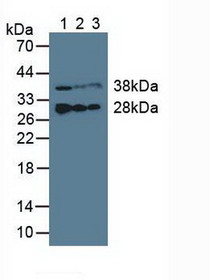 Western Blot; Sample: Lane1: Porcine Liver Tissue; Lane2: Porcine Heart Tissue; Lane3: Porcine Skeletal Muscle Tissue.