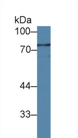 Western Blot; Sample: Porcine Spleen lysate; Primary Ab: 2µg/ml Rabbit Anti-Human IL12Rb1 Antibody Second Ab: 0.2µg/mL HRP-Linked Caprine Anti-Rabbit IgG Polyclonal Antibody