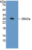 Western Blot; Sample: Recombinant SPB, Rat.