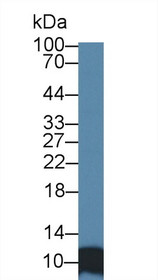 Western Blot; Sample: Human HepG2 cell lysate; Primary Ab: 1µg/ml Rabbit Anti-Human SRP9 Antibody Second Ab: 0.2µg/mL HRP-Linked Caprine Anti-Rabbit IgG Polyclonal Antibody