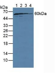 Western Blot; Sample: Lane1: Porcine Brain Tissue; Lane2: Mouse Brain Tissue; Lane3: Human U-87MG Cells; Lane4: Human Hela Cells.
