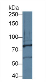 Western Blot; Sample: Rat Cerebrum lysate; Primary Ab: 1µg/ml Rabbit Anti-Mouse PCDHa1 Antibody Second Ab: 0.2µg/mL HRP-Linked Caprine Anti-Rabbit IgG Polyclonal Antibody
