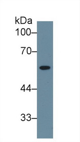Western Blot; Sample: Human Liver lysate; Primary Ab: 1µg/ml Rabbit Anti-Human NEU Antibody Second Ab: 0.2µg/mL HRP-Linked Caprine Anti-Rabbit IgG Polyclonal Antibody
