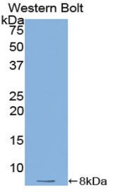 Western Blot; Sample: Recombinant protein.
