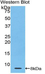Western Blot; Sample: Recombinant protein.