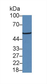 Western Blot; Sample: Mouse Cerebrum lysate; Primary Ab: 5µg/ml Rabbit Anti-Human NR3C1 Antibody Second Ab: 0.2µg/mL HRP-Linked Caprine Anti-Rabbit IgG Polyclonal Antibody