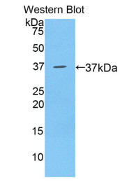 Western Blot; Sample: Recombinant protein.
