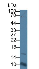 Western Blot; Sample: Rat Testis lysate; Primary Ab: 1µg/ml Rabbit Anti-Rat CD164 Antibody Second Ab: 0.2µg/mL HRP-Linked Caprine Anti-Rabbit IgG Polyclonal Antibody