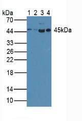 Western Blot; Sample. Lane1: Porcine Spleen Tissue ; Lane2: Porcine Lung Tissue; Lane3: Human Hela Cells; Lane4: Human Raji Cells.