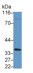 Western Blot; Sample: Recombinant protein.