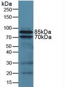 Western Blot; Sample: Human U937 Cells.