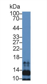 Western Blot; Sample: Mouse Spleen lysate; Primary Ab: 2µg/mL Rabbit Anti-Human SLC Antibody Second Ab: 0.2µg/mL HRP-Linked Caprine Anti-Rabbit IgG Polyclonal Antibody