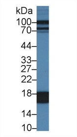 Western Blot; Sample: Porcine Liver lysate; Primary Ab: 1µg/ml Rabbit Anti-Porcine FABP1 Antibody Second Ab: 0.2µg/mL HRP-Linked Caprine Anti-Rabbit IgG Polyclonal Antibody
