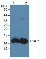Western Blot; Sample: Lane1: Human Liver Tissue; Lane2: Rat Liver Tissue.