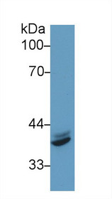 Western Blot; Sample: Human Hela cell lysate; Primary Ab: 1µg/ml Rabbit Anti-Mouse IRF1 Antibody Second Ab: 0.2µg/mL HRP-Linked Caprine Anti-Rabbit IgG Polyclonal Antibody