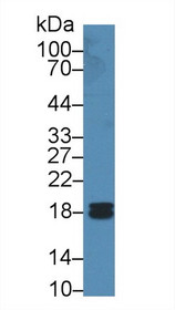 Western Blot; Sample: Human Liver lysate; Primary Ab: 2µg/ml Rabbit Anti-Human PPIF Antibody Second Ab: 0.2µg/mL HRP-Linked Caprine Anti-Rabbit IgG Polyclonal Antibody
