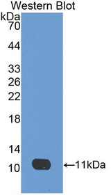 Western Blot; Sample: Recombinant protein.