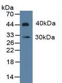 Western Blot; Sample:Rat Placenta Tissue.