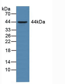 Western Blot; Sample: Rat Liver Tissue.