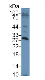 Western Blot; Sample: Rat Testis lysate; Primary Ab: 1µg/ml Rabbit Anti-Rat SAP Antibody Second Ab: 0.2µg/mL HRP-Linked Caprine Anti-Rabbit IgG Polyclonal Antibody