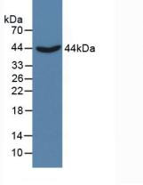 Western Blot; Sample: Porcine Liver Tissue.
