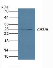 Western Blot; Sample: Porcine Pancreas Tissue.