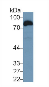 Western Blot; Sample: Recombinant protein.