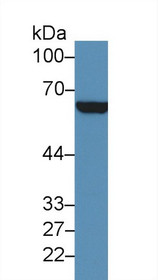 Western Blot; Sample: Human Hela cell lysate; Primary Ab: 3µg/ml Rabbit Anti-Human GP4 Antibody Second Ab: 0.2µg/mL HRP-Linked Caprine Anti-Rabbit IgG Polyclonal Antibody