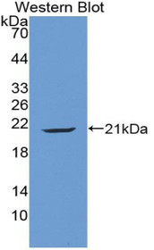 Western Blot; Sample: Recombinant protein.