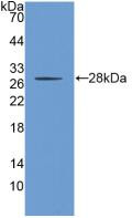 Western Blot; Sample: Recombinant PROM1, Human.