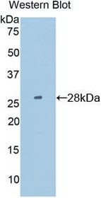 Western Blot; Sample: Recombinant protein.