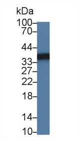 Western Blot; Sample: Bovine Liver lysate; Primary Ab: 1µg/ml Rabbit Anti-Bovine SDH Antibody Second Ab: 0.2µg/mL HRP-Linked Caprine Anti-Rabbit IgG Polyclonal Antibody